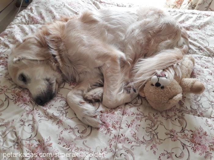 Çakıl Erkek Golden Retriever