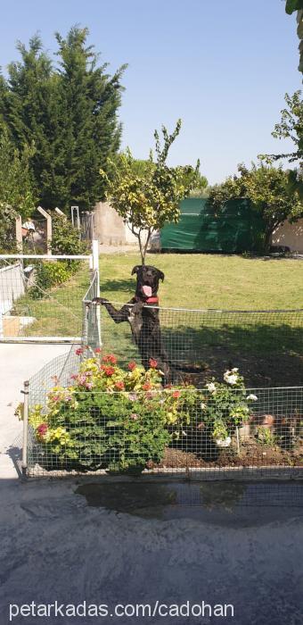 molly Dişi Cane Corso Italiano