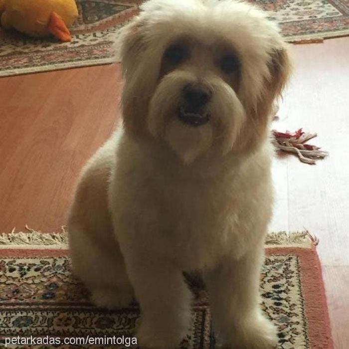 pıtır Erkek Bichon Havanese