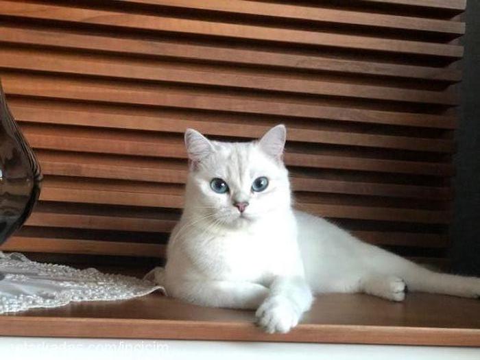 İnci Dişi British Shorthair