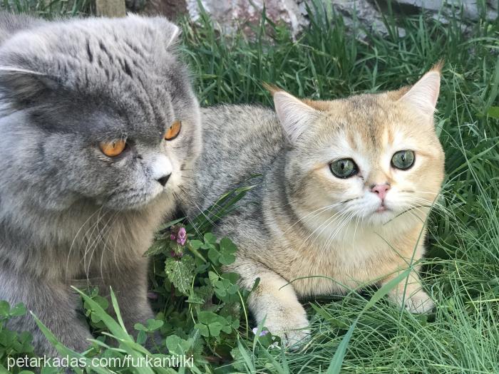 rodi Erkek British Shorthair