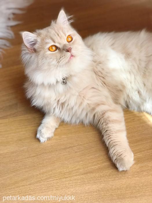 Şişko Erkek British Shorthair