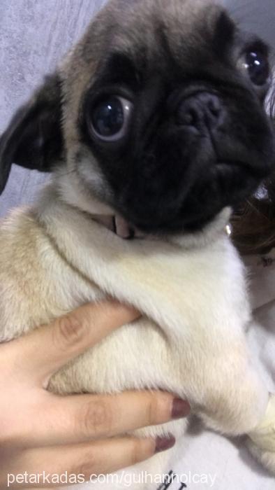 mia Dişi Pug