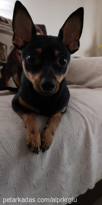 cookie Erkek Minyatür Pinscher