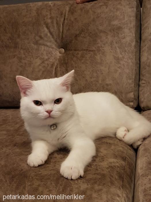 rıfkıpaşa Erkek British Shorthair