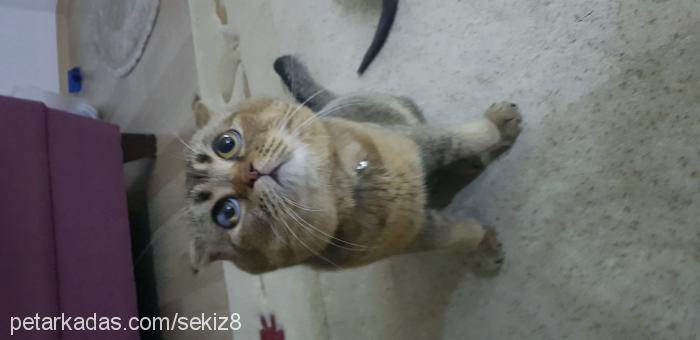 sekiz Erkek Scottish Fold