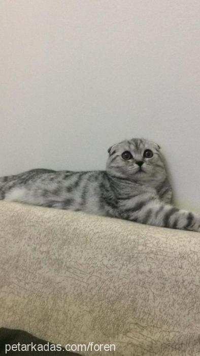 üzüm Dişi Scottish Fold