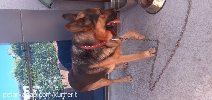 ferit Erkek Alman Çoban Köpeği