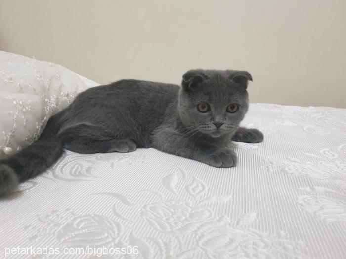 pençe Erkek Scottish Fold