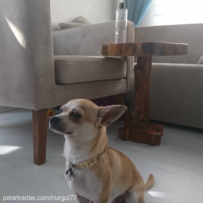 çiko Erkek Chihuahua
