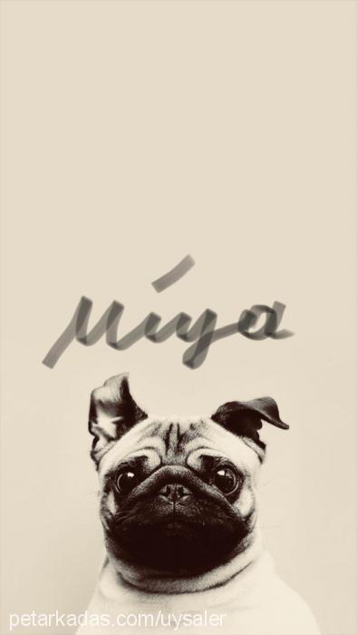 miya Dişi Pug