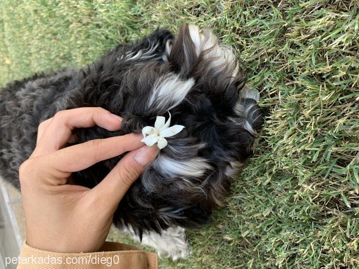 diego Erkek Minyatür Schnauzer