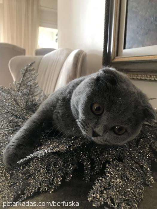 pia Dişi Scottish Fold