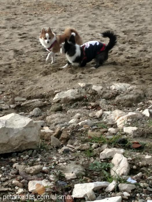 Çirkin Dişi Fox Terrier (Wire)