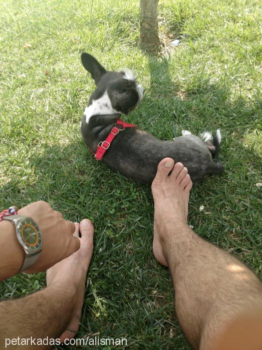 Çirkin Dişi Fox Terrier (Wire)