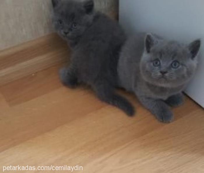 duman Dişi British Shorthair