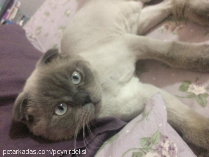 peynir Dişi British Shorthair