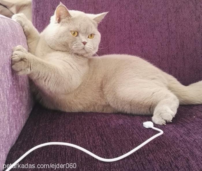 sezar Erkek British Shorthair