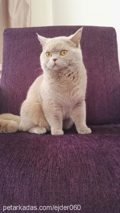 sezar Erkek British Shorthair