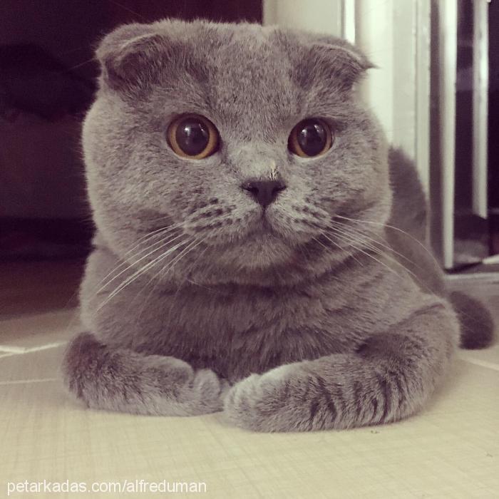 alfred Erkek Scottish Fold