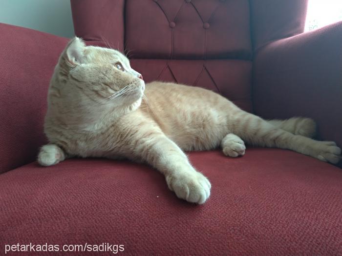 tarçın Erkek Scottish Fold