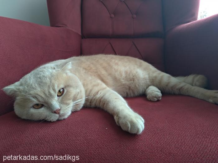 tarçın Erkek Scottish Fold