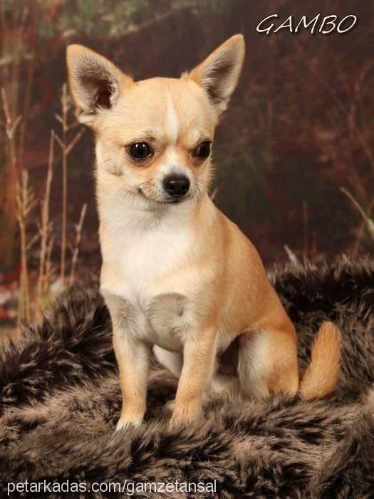 cesur Erkek Chihuahua