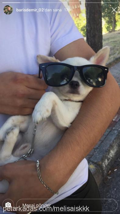 casper Erkek Chihuahua