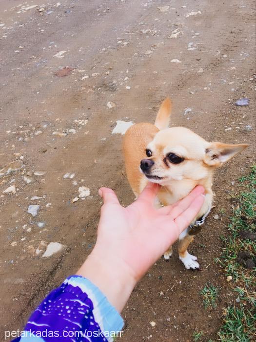 oskar Erkek Chihuahua