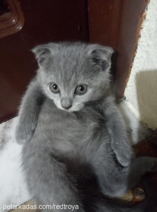 hira Dişi British Shorthair