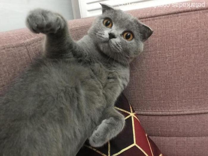 mırmır Dişi Scottish Fold