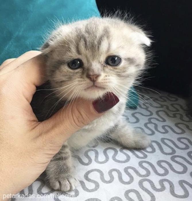 gİgİcici Dişi Scottish Fold