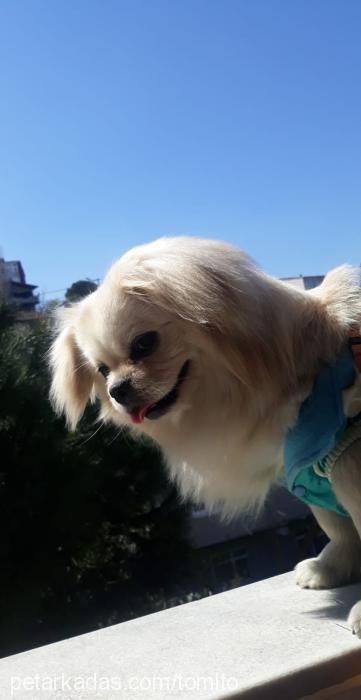 tomi Erkek Pekingese