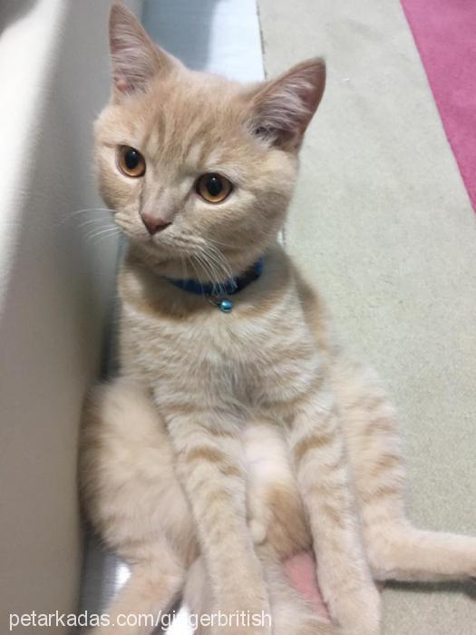 ginger Erkek British Shorthair