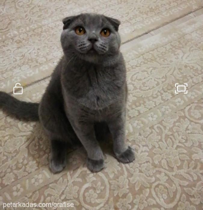 mars Erkek Scottish Fold