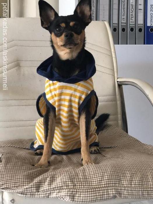 cesur Erkek Minyatür Pinscher