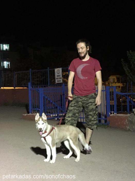 mischa Dişi Sibirya Kurdu (Husky)