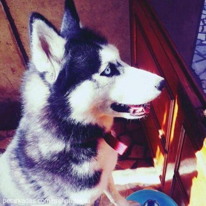 jessie Dişi Sibirya Kurdu (Husky)