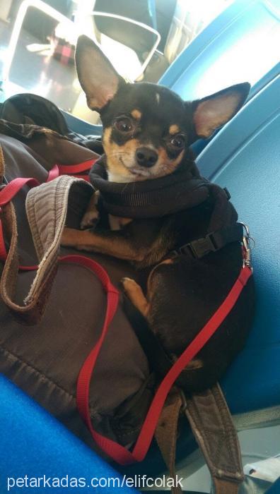 freud Erkek Chihuahua