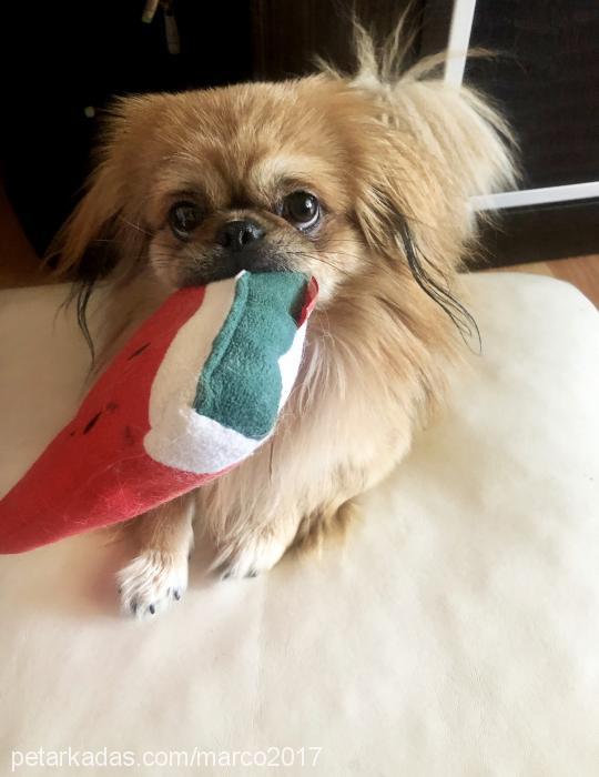 marco Erkek Pekingese