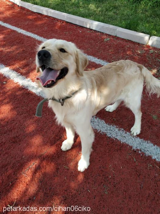 Çiko Erkek Golden Retriever