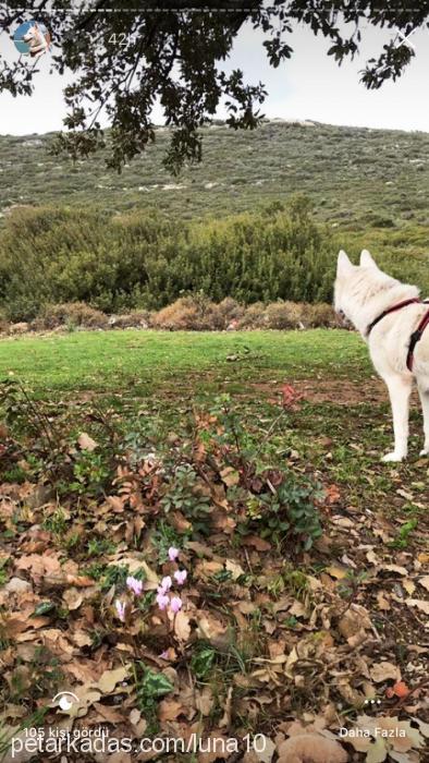 luna Dişi Sibirya Kurdu (Husky)