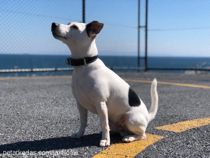 jax Erkek Jack Russell Terrier