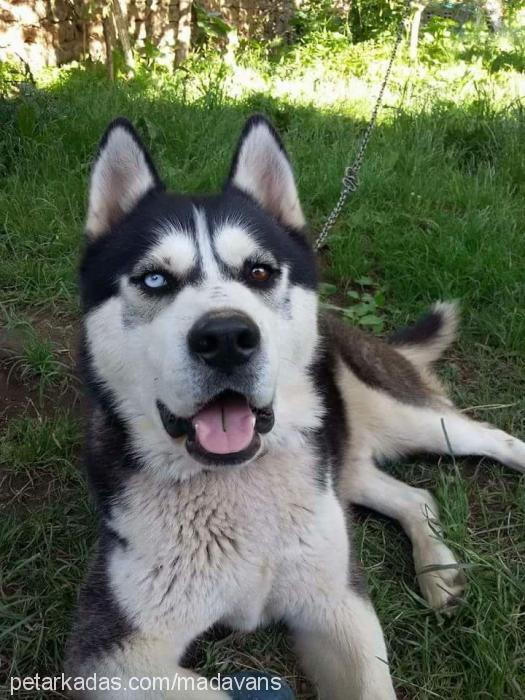 aysİce Erkek Sibirya Kurdu (Husky)