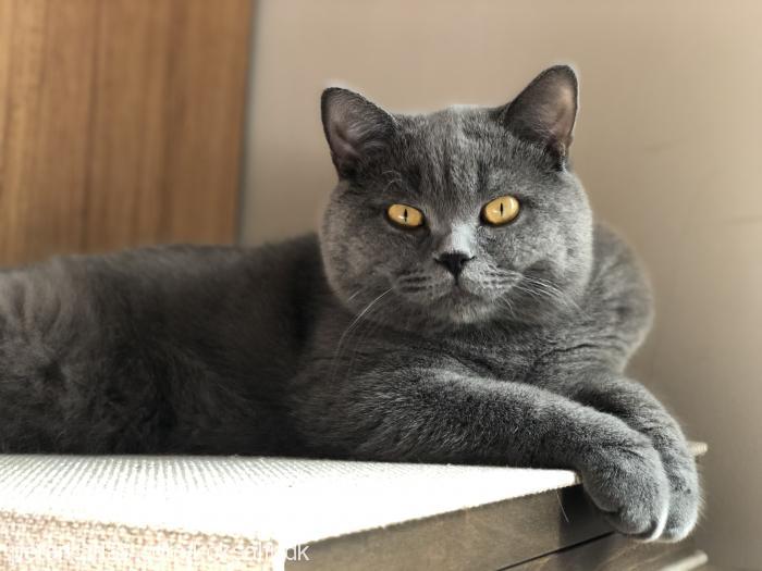 İsmet Erkek British Shorthair