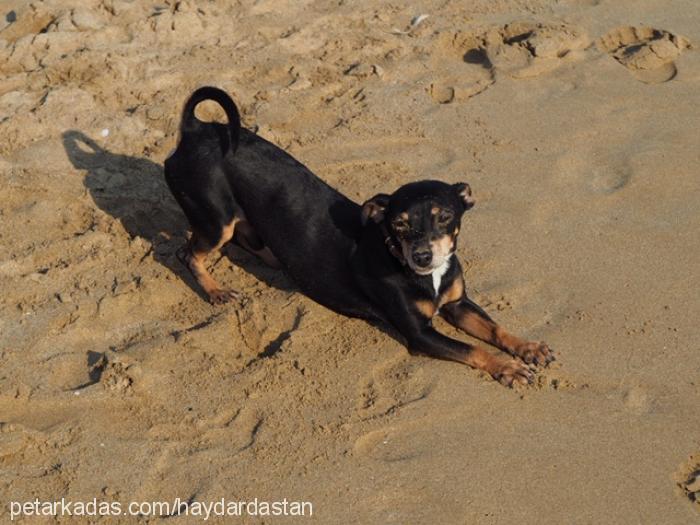 sezar Erkek Minyatür Pinscher