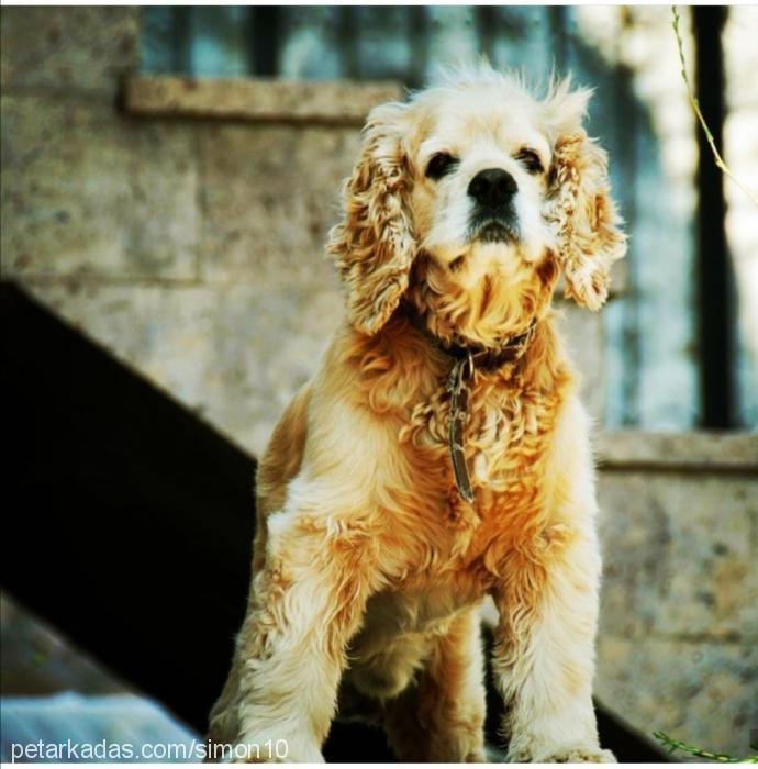 simon Erkek Amerikan Cocker Spaniel