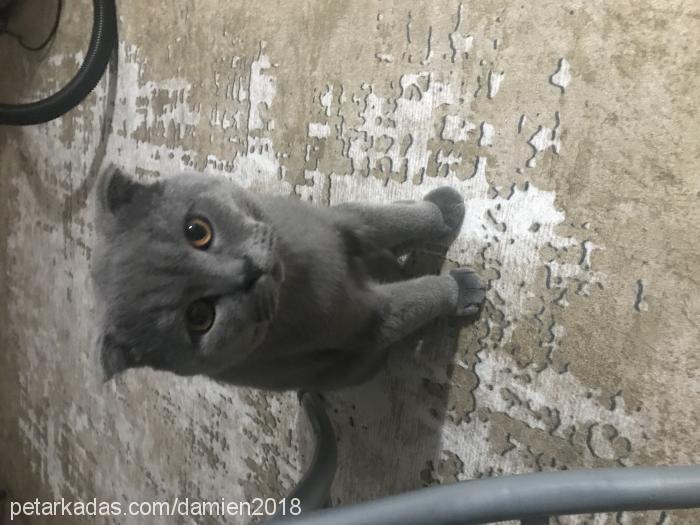 damien Erkek British Shorthair