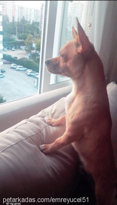 mİÇo Erkek Chihuahua