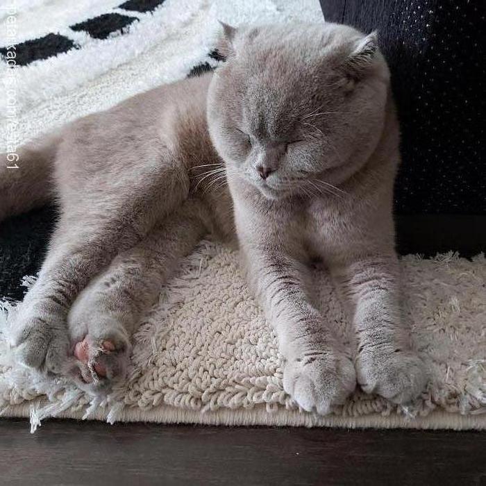 Şeker Dişi Scottish Fold